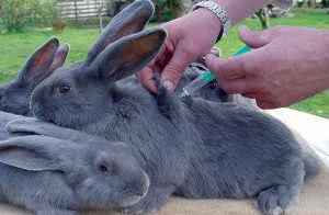 Заразные болезни кроликов