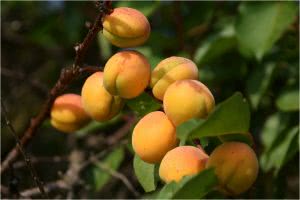 Посадка и выращивание абрикосов в средней полосе