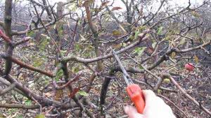 Обрезка плодовых деревьев для здоровья сада