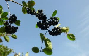 Черная или черноплодная рябина