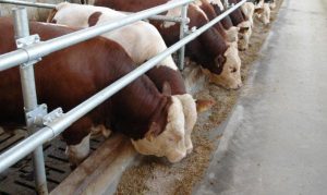 Выращивание и содержание быков на мясо
