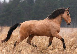 Лузитанская порода лошадей