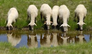 Что едят овцы в домашних условиях