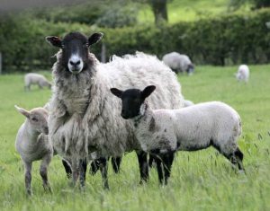 Разведение овец романовской породы
