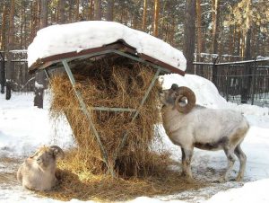 Какую траву едят овцы