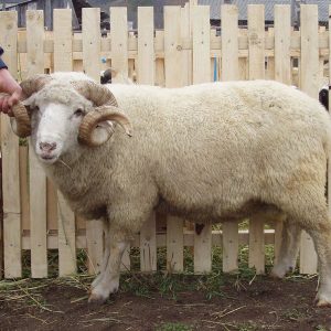 Алтайская порода овец