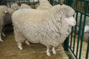 Порода овец Азербайджанский горный меринос