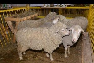 Порода овец Дагестанская горная
