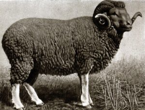Порода овец Казахский архаромеринос