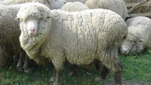 Киргизская тонкорунная порода овец