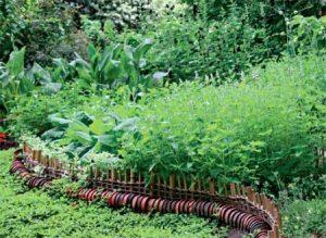 Уютная клумба из пряных трав в вашем саду