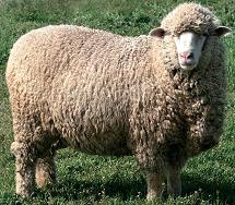 Порода овец Северо-казахский меринос