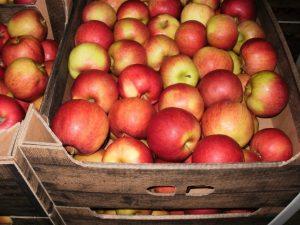 Как сохранить урожай яблок и груш