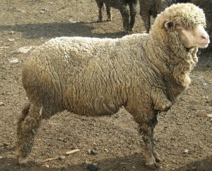 Южноуральская порода овец
