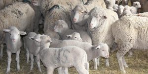 Забайкальская порода овец
