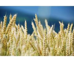 Семена пшеницы озимой  :Безостая 100, Маркиз, Караван, Дуплет, Ваня