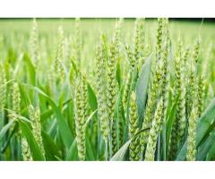 Семена пшеницы озимой  : Жива, Юбилейная 100, Антонина, Баграт