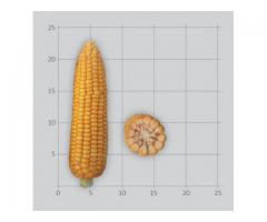 Семена гибридов кукурузы Лимагрен