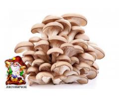 Вешенки грибы купить свежие. Вешенка цена от производителя