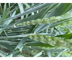 Семена озимой пшеницы донской селекции