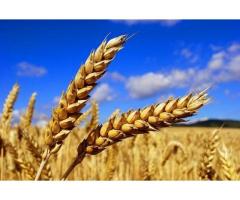 Семена озимой пшеницы   Краса Дона, Станичная, Лидия, Аскет, Танаис, Ермак, Лилит