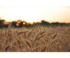 Семена озимой пшеницы  Безостая 100, Кавалерка, Одари.