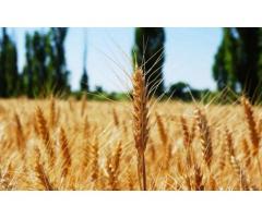 Семена озимой пшеницы Степь, Стиль-18, Таня, Тимирязевка-150, Шарм, Юка