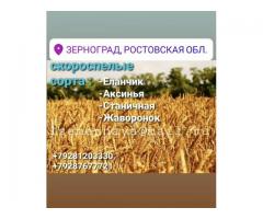 Семена озимой пшеницы Рубин Дона, Танаис, Жаворонок.