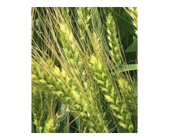 Семена озимой пшеницы зерноградской селекции