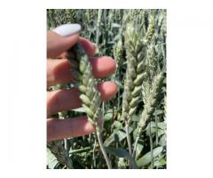 Семена пшеницы озимой купить Агрофак100  Алексеич