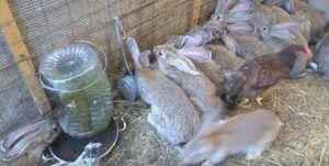 Болезни кроликов