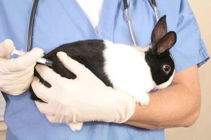 Заразные болезни кроликов