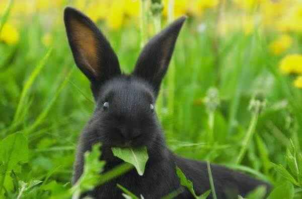 Какую траву давать кроликам