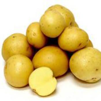 Сорт картофеля Галла