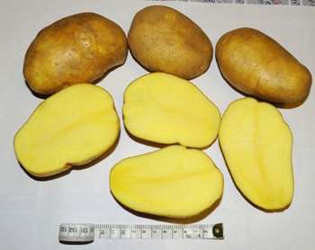 Сорт картофеля Тулеевский