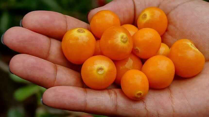 Маленькая ягода похожа. Физалис Кудесник. Черри желтая ягода. Оранжевая ягода. Маленькие оранжевые ягоды.