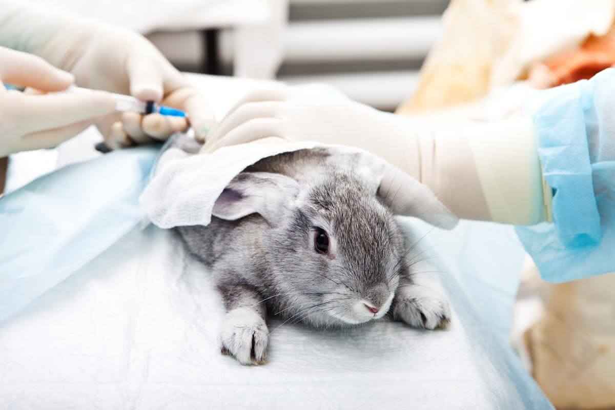 Незаразные болезни кроликов