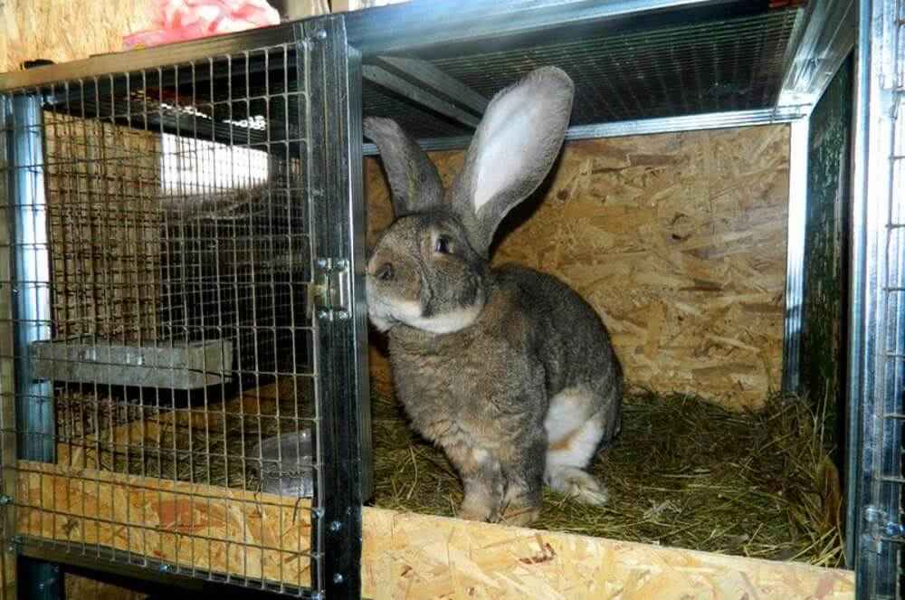 Размещение клеток для кроликов
