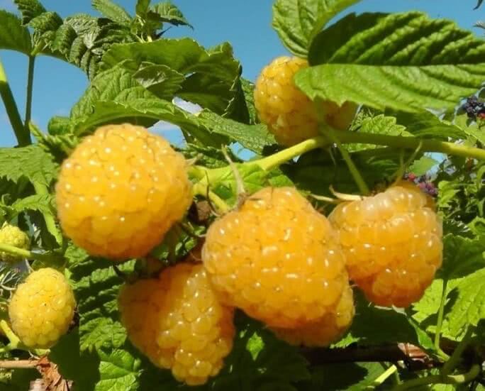 Лучшие сорта желтой малины