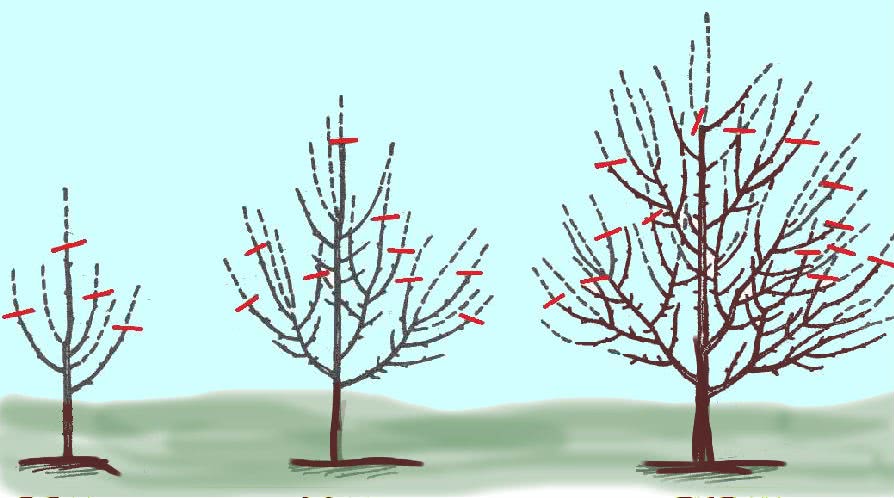 Правильная обрезка яблони