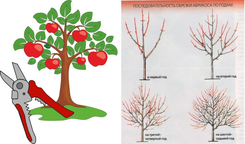 как обрезать деревья яблоню