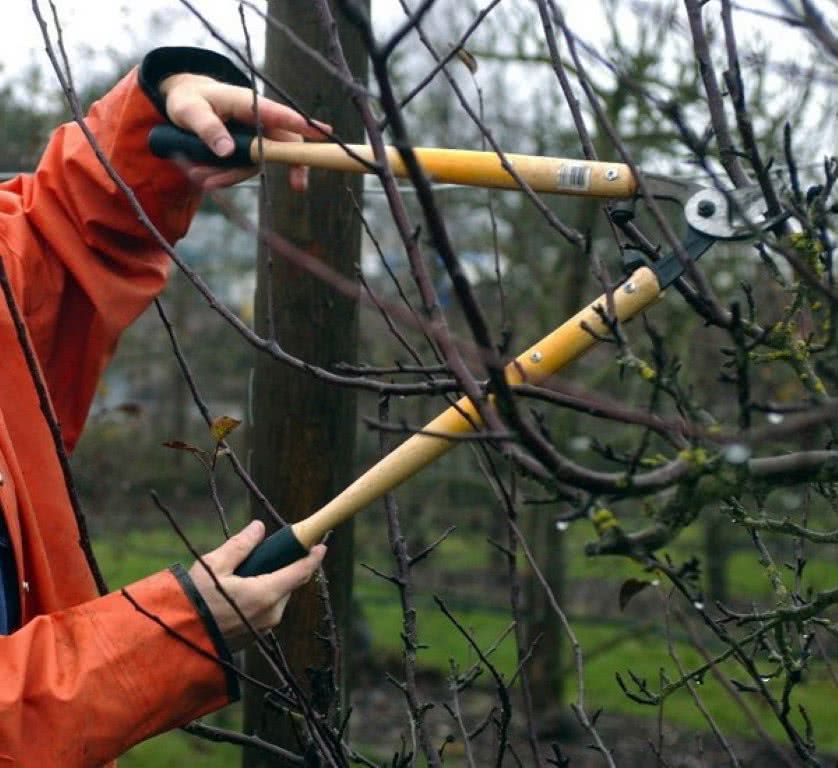 Виды обрезки деревьев. Меры безопасности при обрезке.