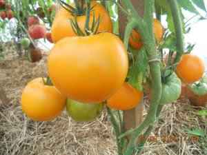 Популярные сорта помидоров