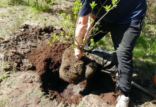 Посадка и удобрение калины