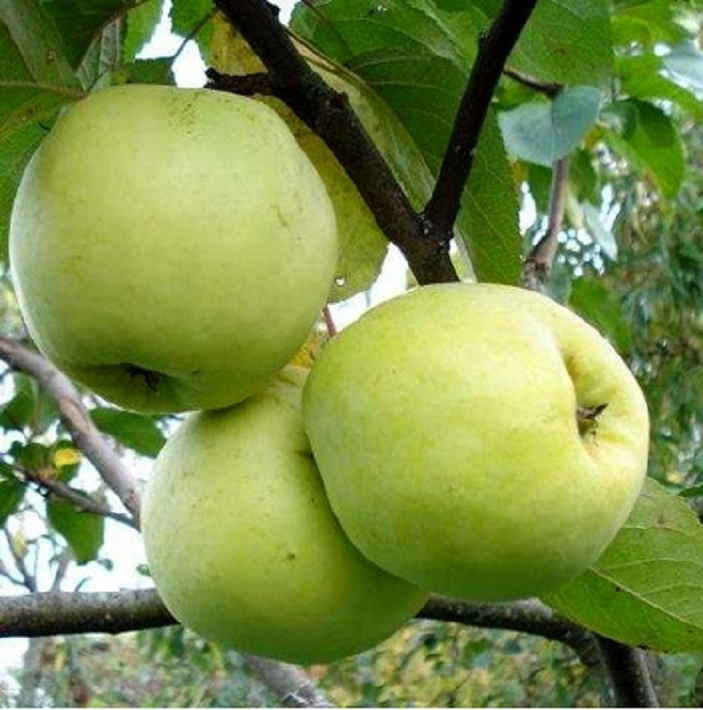 Урожайные сорта яблонь