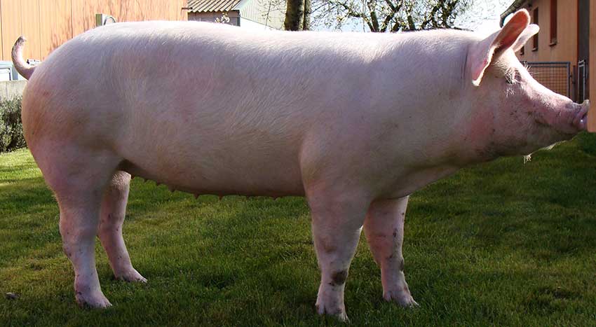 Сальная порода свиней «Крупная белая» и ее подвиды