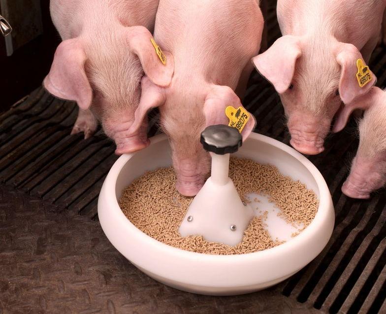Как покупать комбикорм для свиней