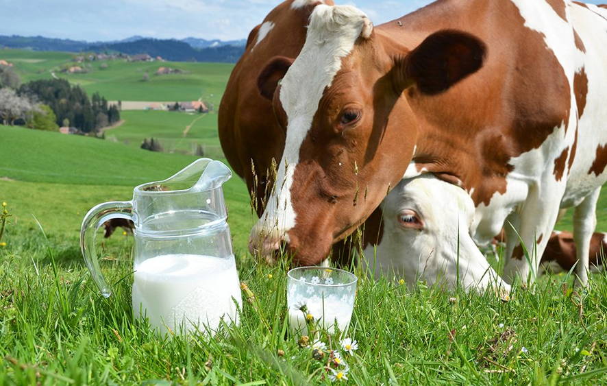 Почему корова дает молоко?
