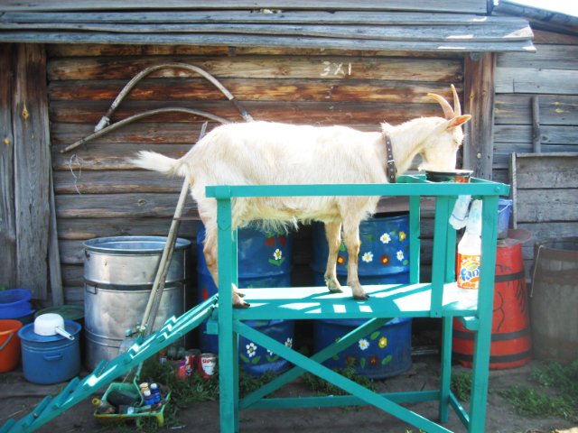 Как правильно доить козу