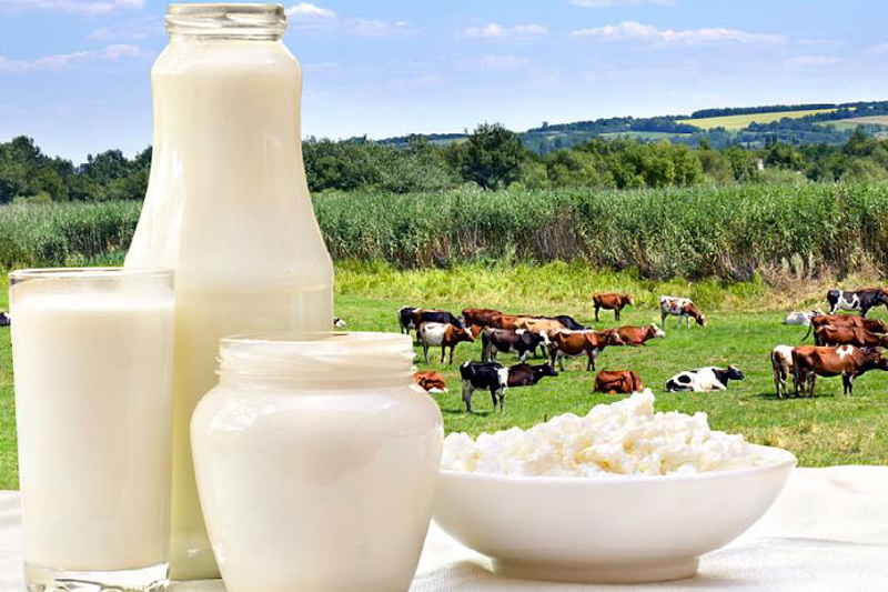 Почему у коровы горчит молоко